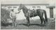 William D Bitton race horse