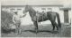 William D Bitton race horse William D Bitton race horse